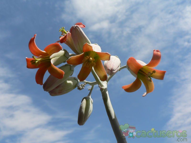Una foto de Cotyledon orbiculata var. undulata