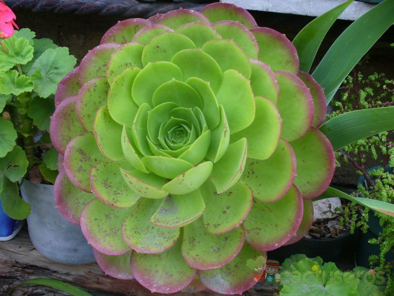 Una foto de Aeonium urbicum