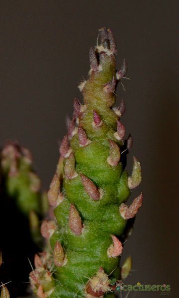 Una foto de Austrocylindropuntia subulata f. monstruosa
