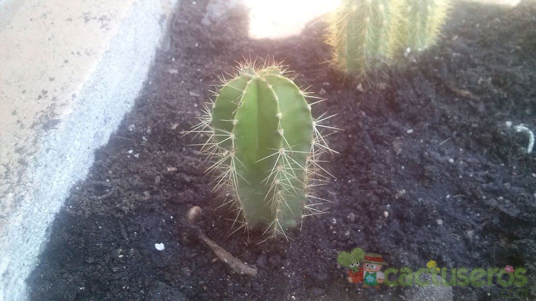 A photo of Isolatocereus dumortieri