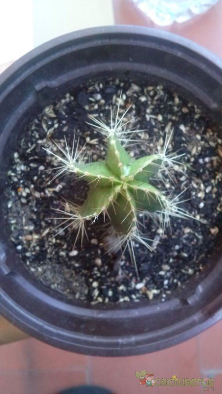 A photo of Isolatocereus dumortieri