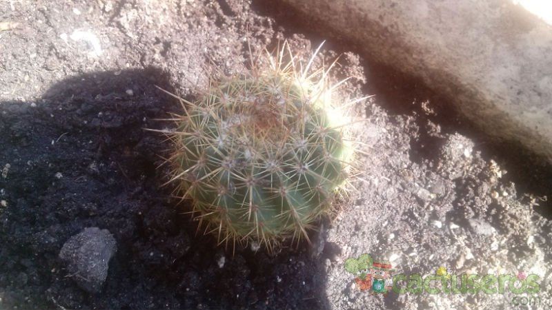 A photo of Isolatocereus dumortieri