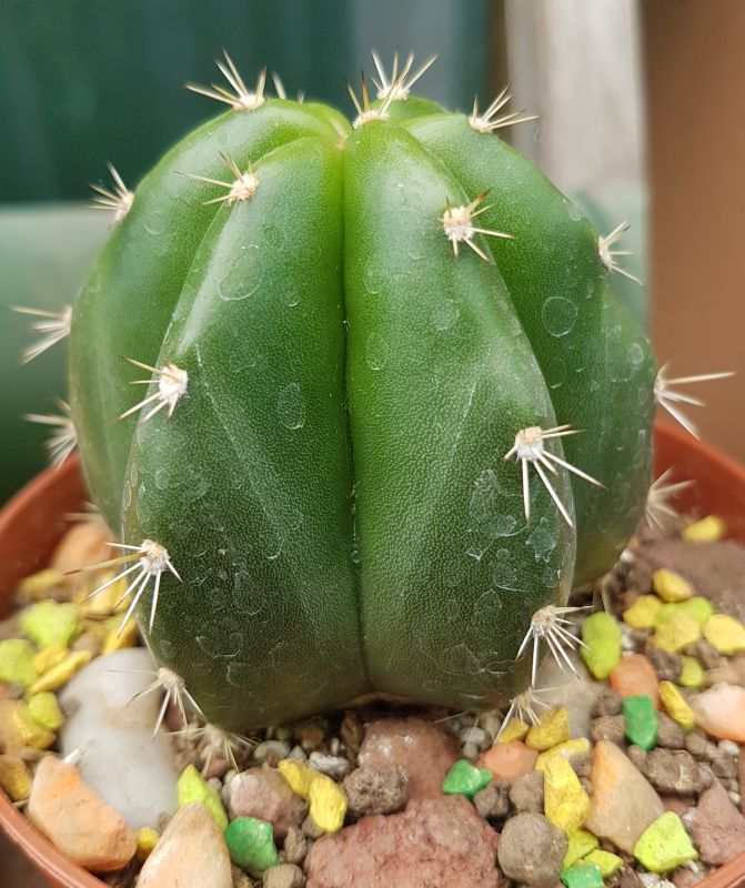Foto de un cactus que se está identificando actualmente