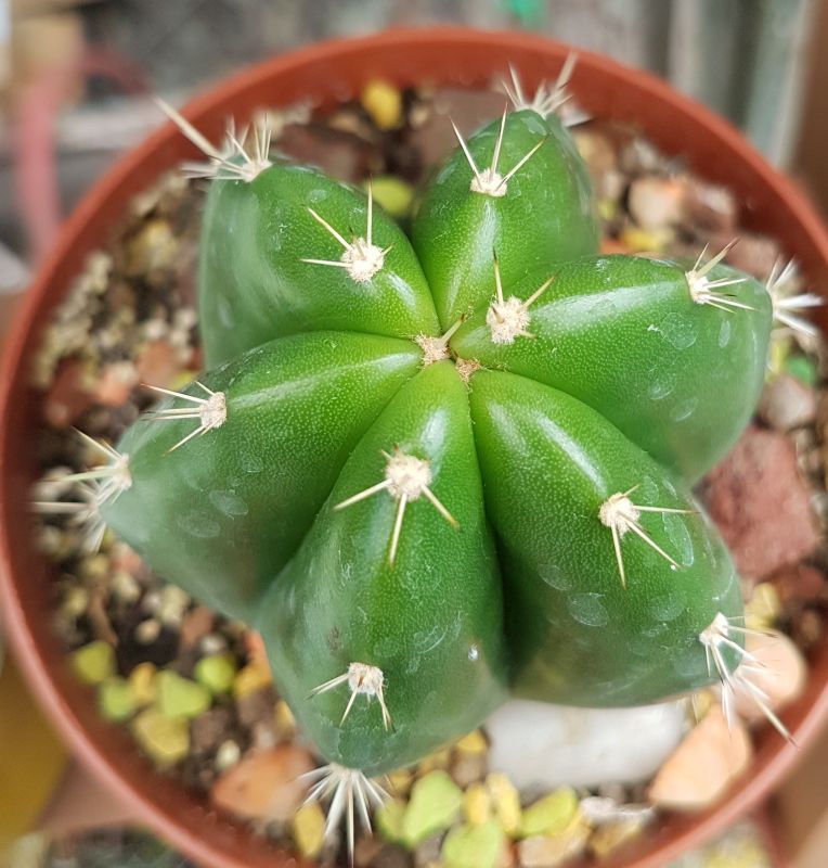 Foto de un cactus que se está identificando actualmente