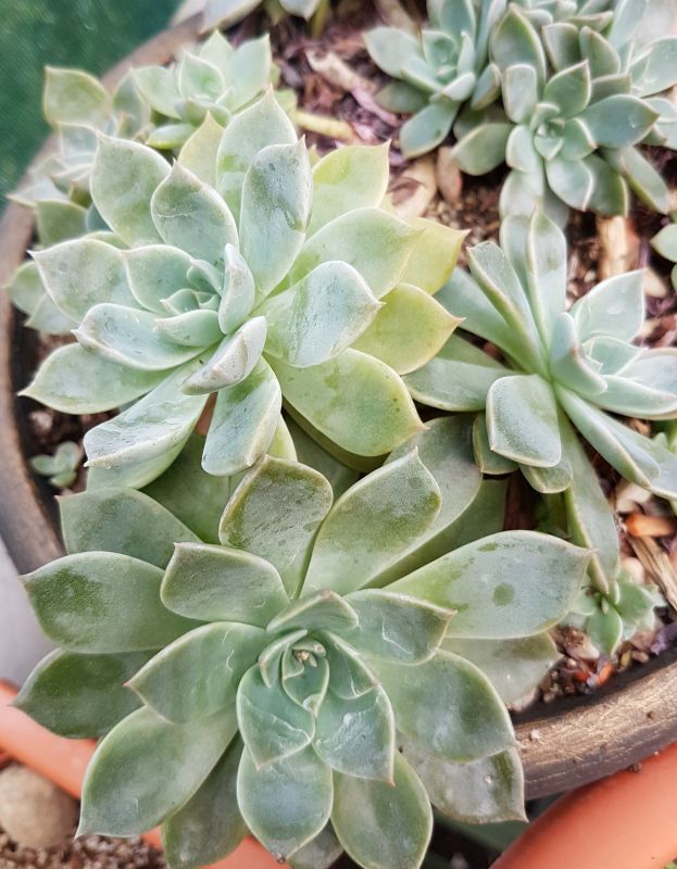 Una foto de Graptopetalum paraguayense