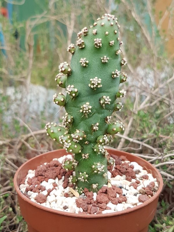 Una foto de Opuntia monacantha fma. monstruosa