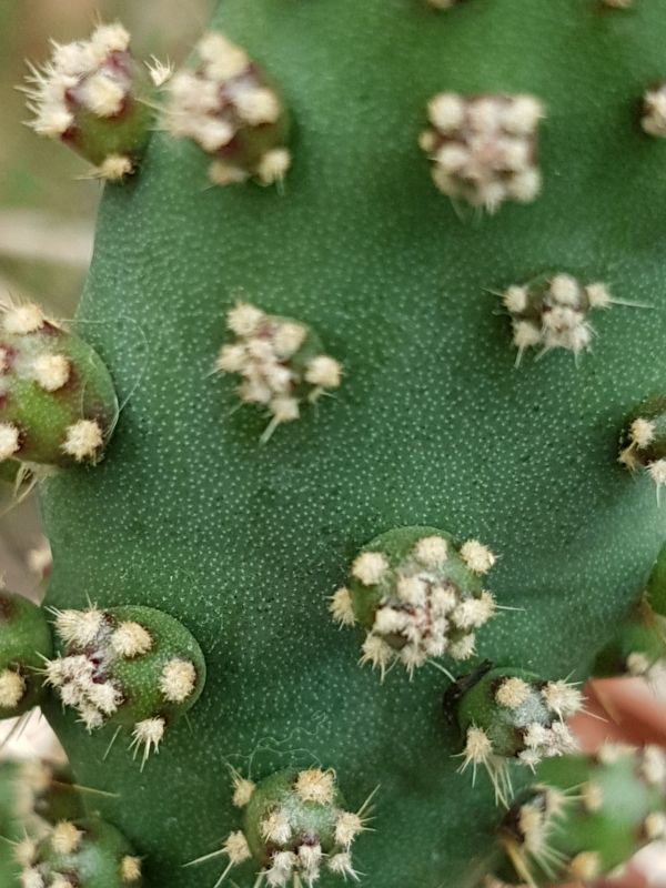 Una foto de Opuntia monacantha fma. monstruosa