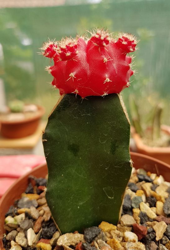 A photo of Gymnocalycium mihanovichii cv. hibotan