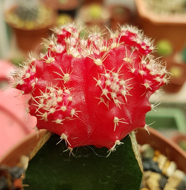 A photo of Gymnocalycium mihanovichii cv. hibotan