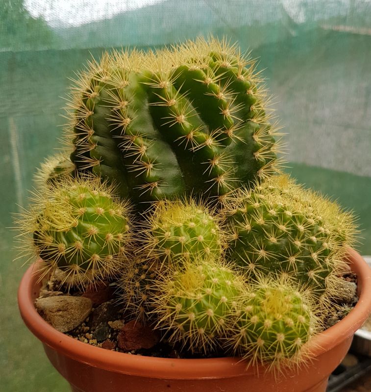 Una foto de Echinopsis calochlora