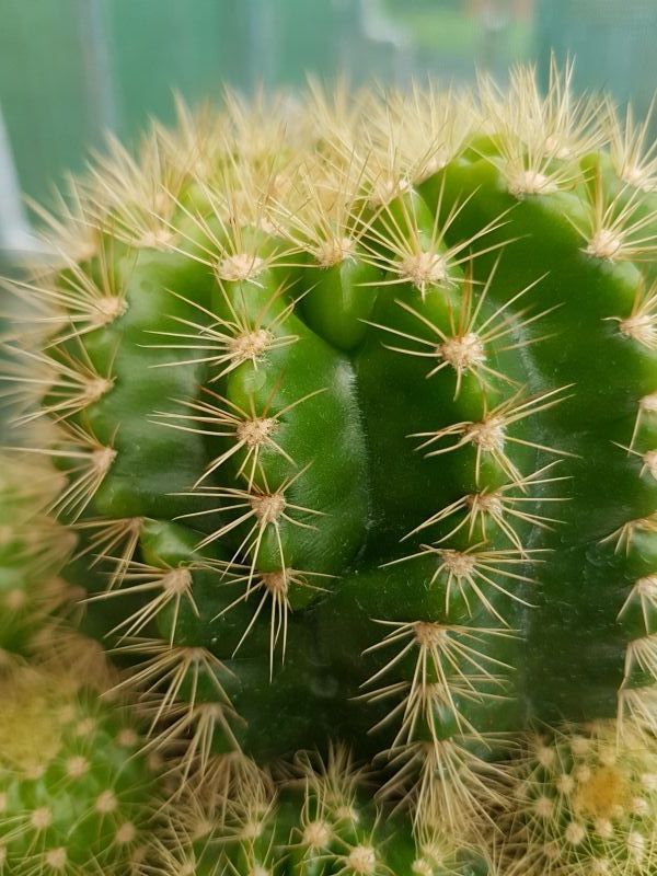 Una foto de Echinopsis calochlora
