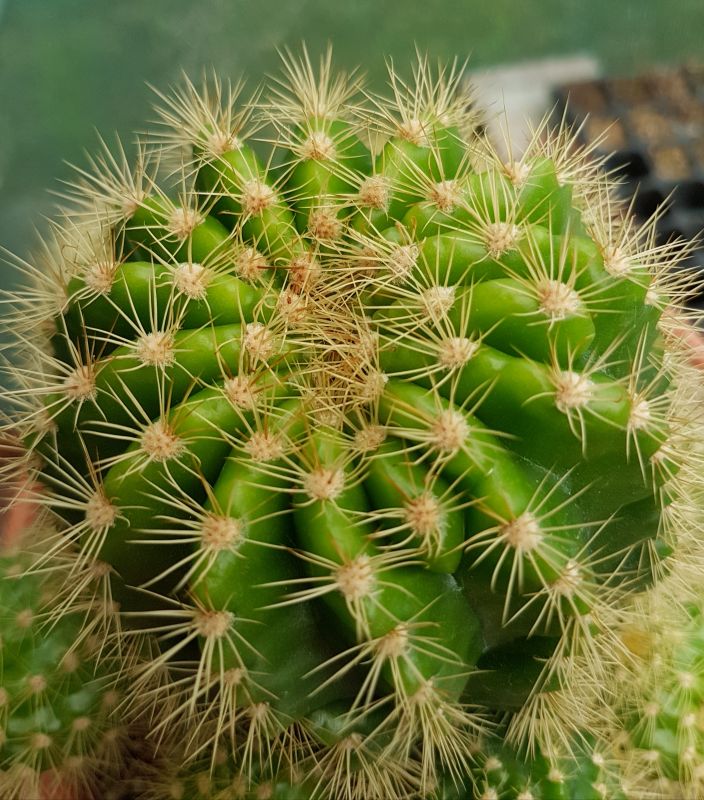 Una foto de Echinopsis calochlora