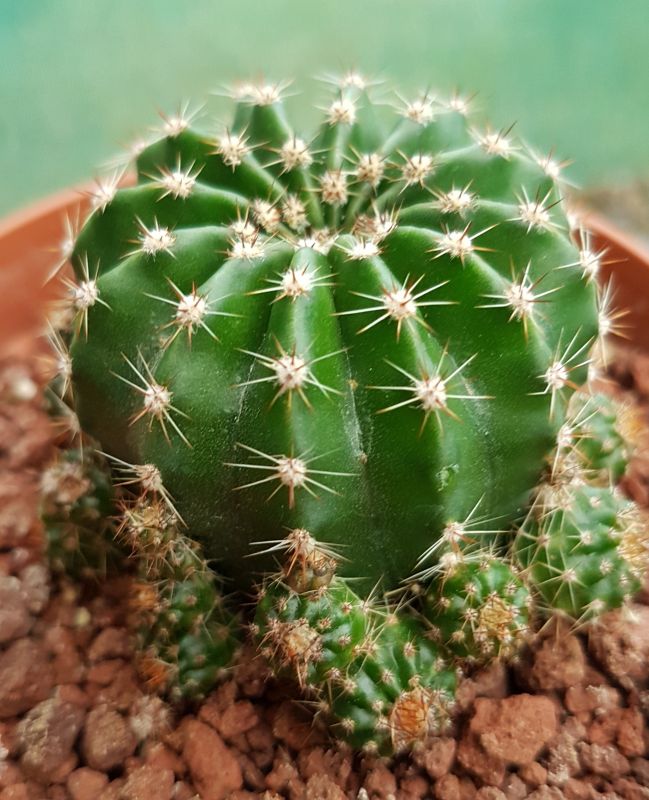 A photo of Echinopsis oxygona