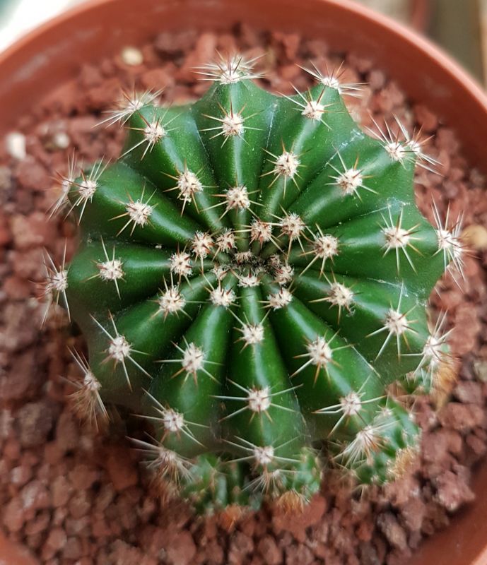 A photo of Echinopsis oxygona
