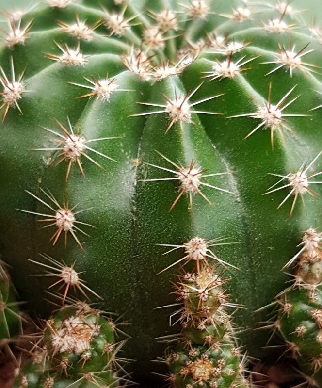 A photo of Echinopsis oxygona