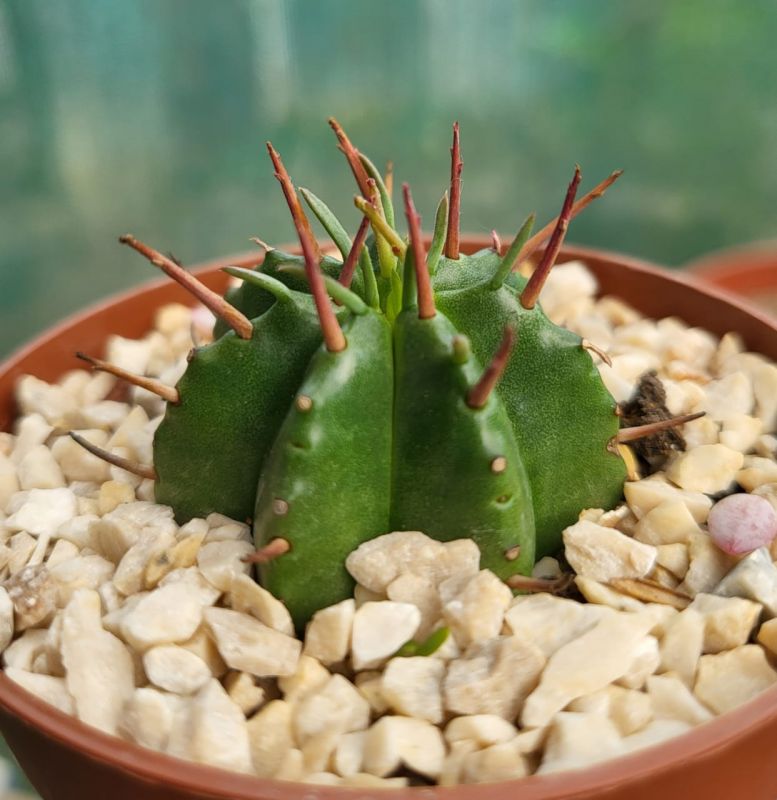 A photo of Euphorbia ferox
