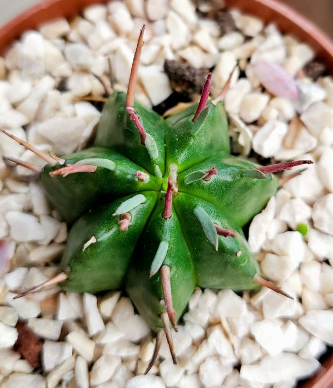 A photo of Euphorbia ferox