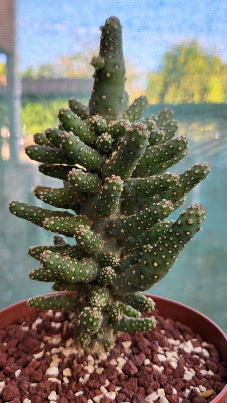Una foto de Opuntia monacantha fma. monstruosa