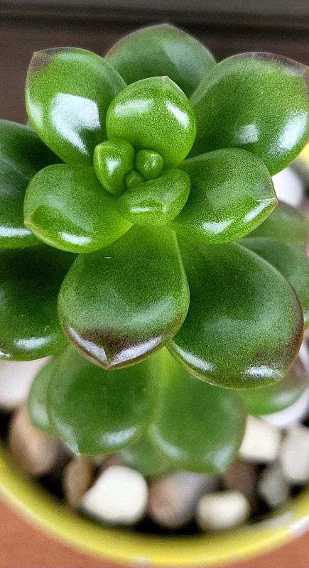 A photo of Sedum lucidum Obesum