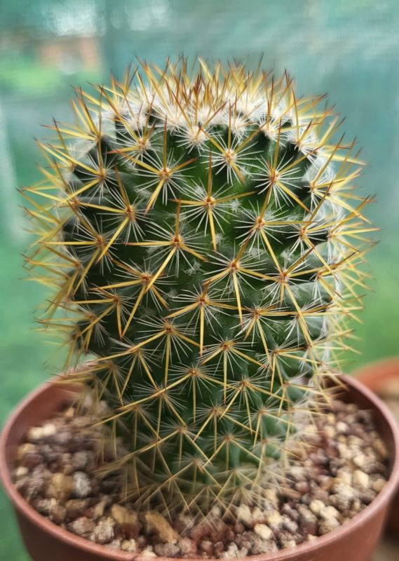 A photo of Mammillaria columbiana ssp. yucatanensis