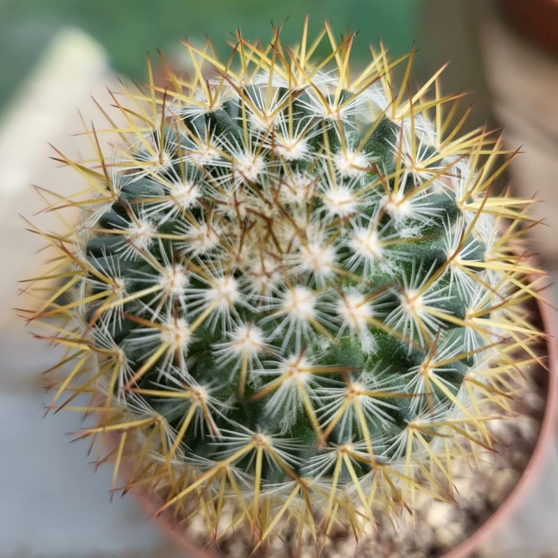 A photo of Mammillaria columbiana ssp. yucatanensis