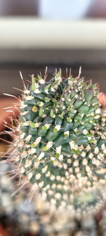 A photo of Cylindropuntia fulgida fma. monstruosa