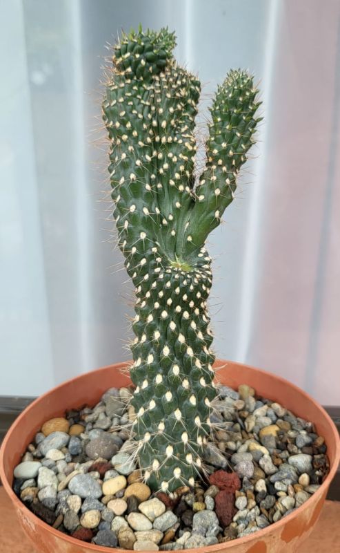 A photo of Cylindropuntia fulgida fma. monstruosa