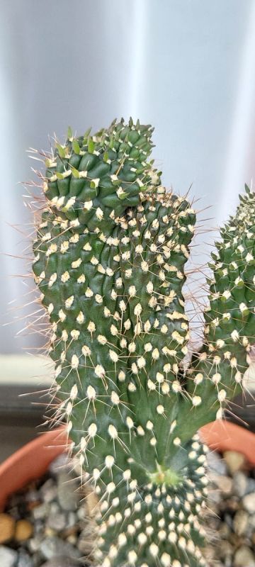 A photo of Cylindropuntia fulgida fma. monstruosa