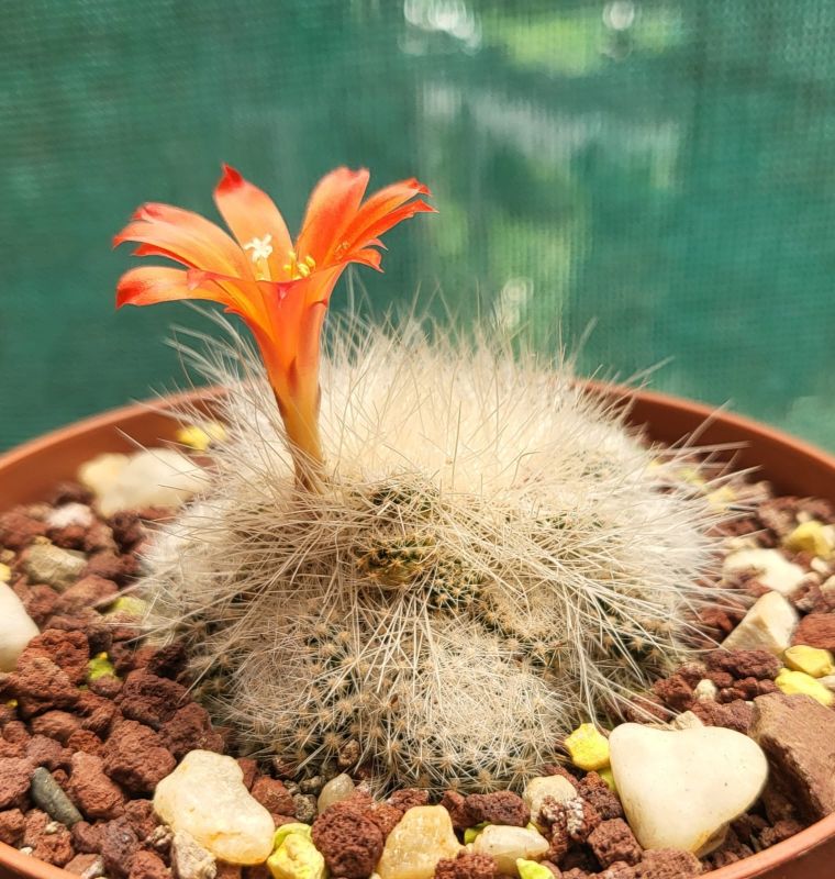Una foto de Rebutia fiebrigii
