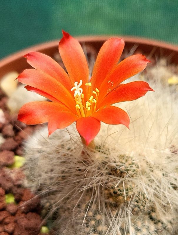 Una foto de Rebutia fiebrigii