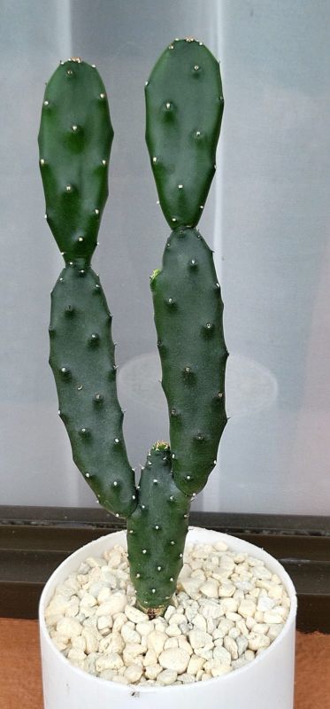 Foto de un cactus que se está identificando actualmente