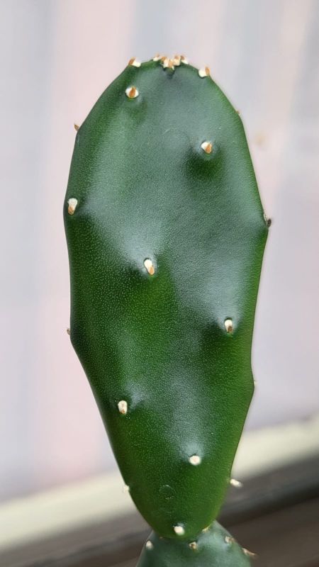 Foto de un cactus que se está identificando actualmente