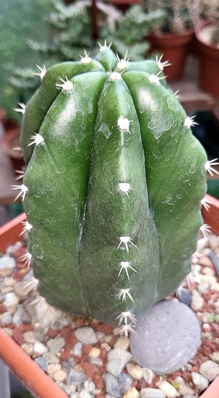 Foto de un cactus que se está identificando actualmente