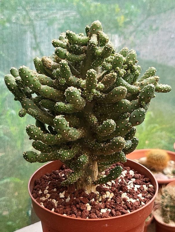 Una foto de Opuntia monacantha fma. monstruosa