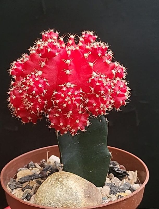A photo of Gymnocalycium mihanovichii cv. hibotan