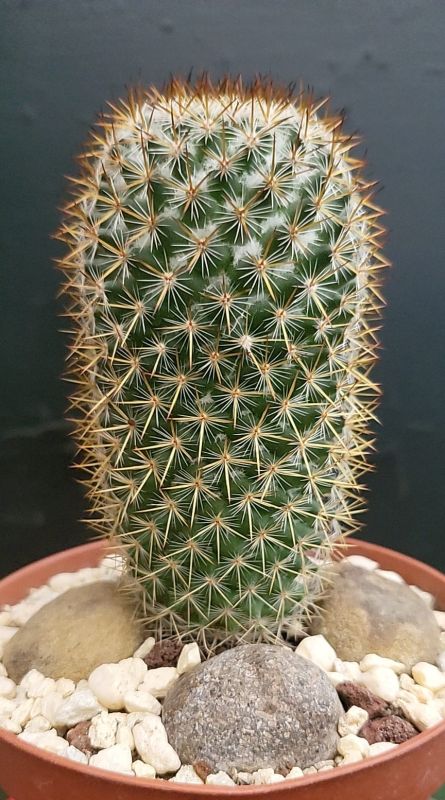A photo of Mammillaria columbiana ssp. yucatanensis