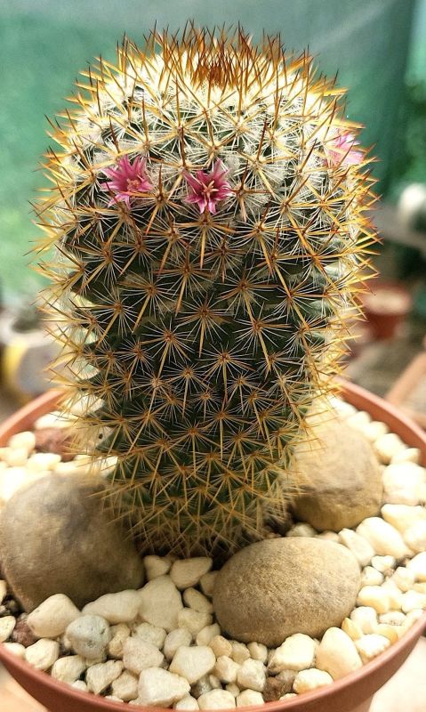 A photo of Mammillaria columbiana ssp. yucatanensis