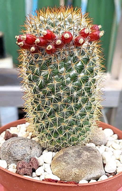 A photo of Mammillaria columbiana ssp. yucatanensis