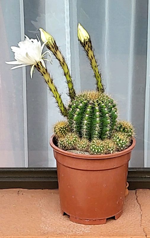 Una foto de Echinopsis calochlora
