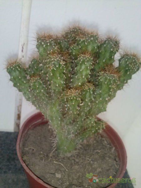 A photo of Cereus peruvianus fma. monstruosa
