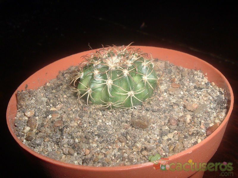 Una foto de Melocactus bellavistensis subsp. onychacanthus
