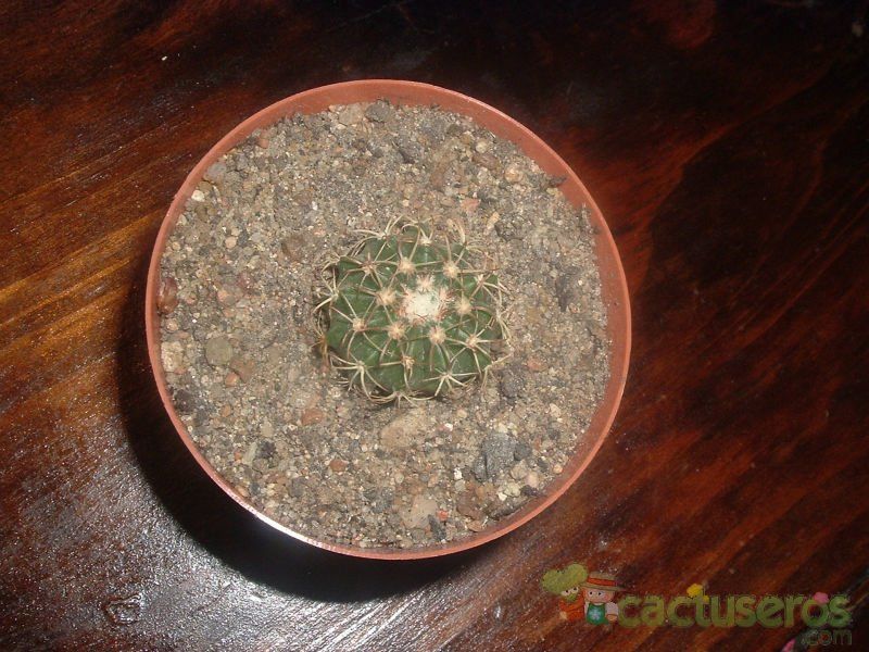Una foto de Melocactus bellavistensis subsp. onychacanthus