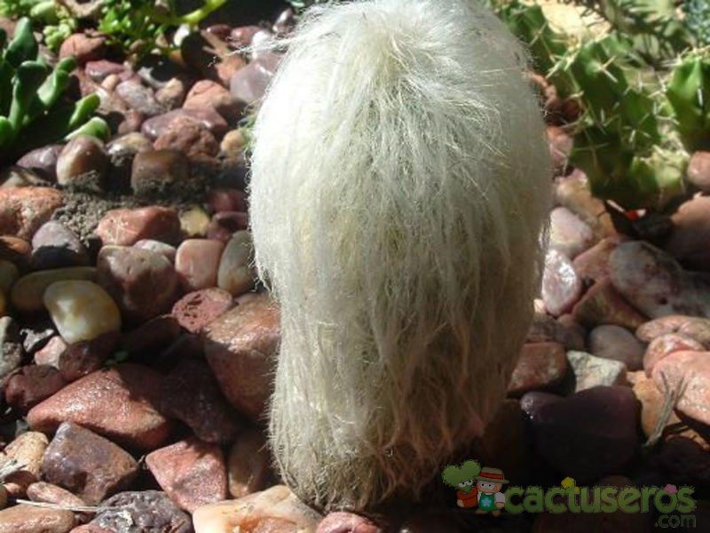 Una foto de Cephalocereus senilis