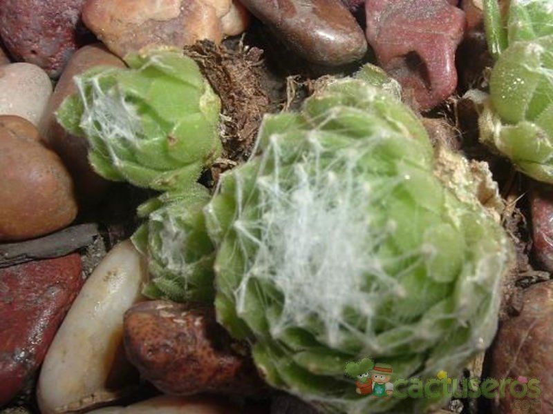 Una foto de Sempervivum arachnoideum