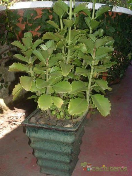 Una foto de Kalanchoe sexangularis