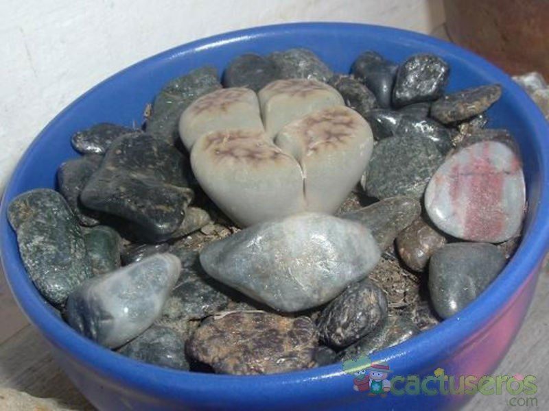 Una foto de Lithops karasmontana ssp. karasmontana