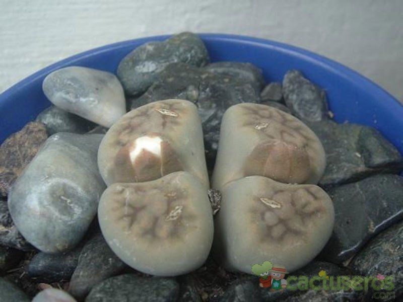 Una foto de Lithops karasmontana ssp. karasmontana