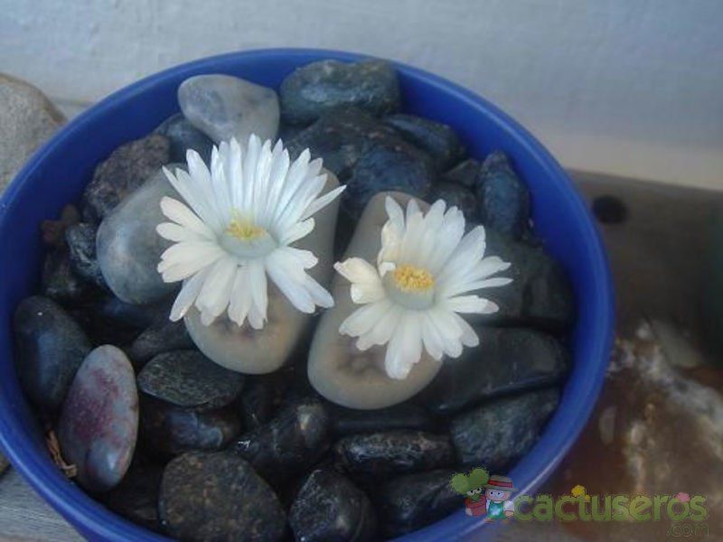 Una foto de Lithops karasmontana ssp. karasmontana