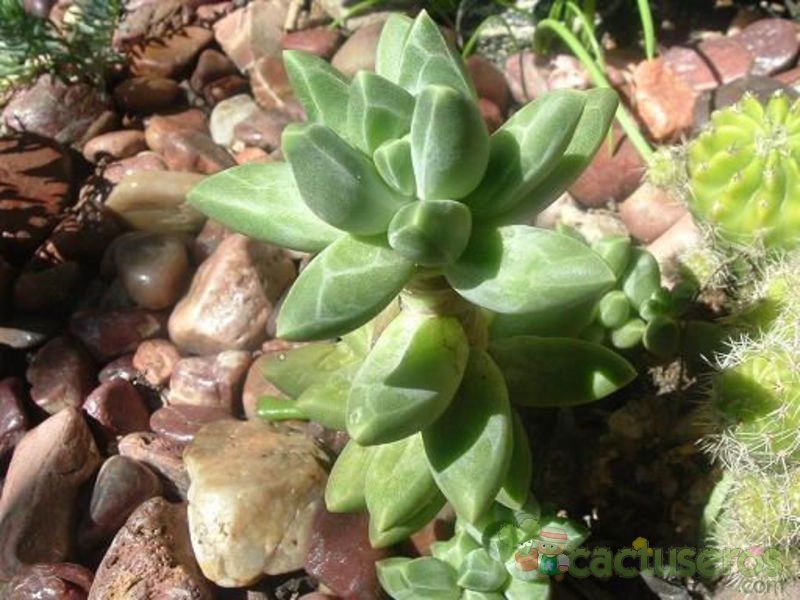 A photo of Pachyphytum compactum