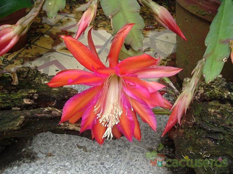 Una foto de Epiphyllum cv. pegasus